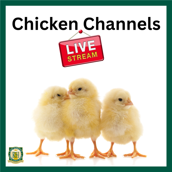  Live stream Chicken Channels